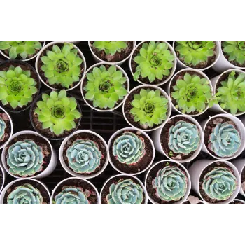 Natural Succulent Plant
